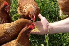Hühnerfüttern-im-Freilauf-Mischa-038