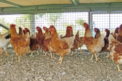 Hühnerfüttern im Freilauf Mischa 041